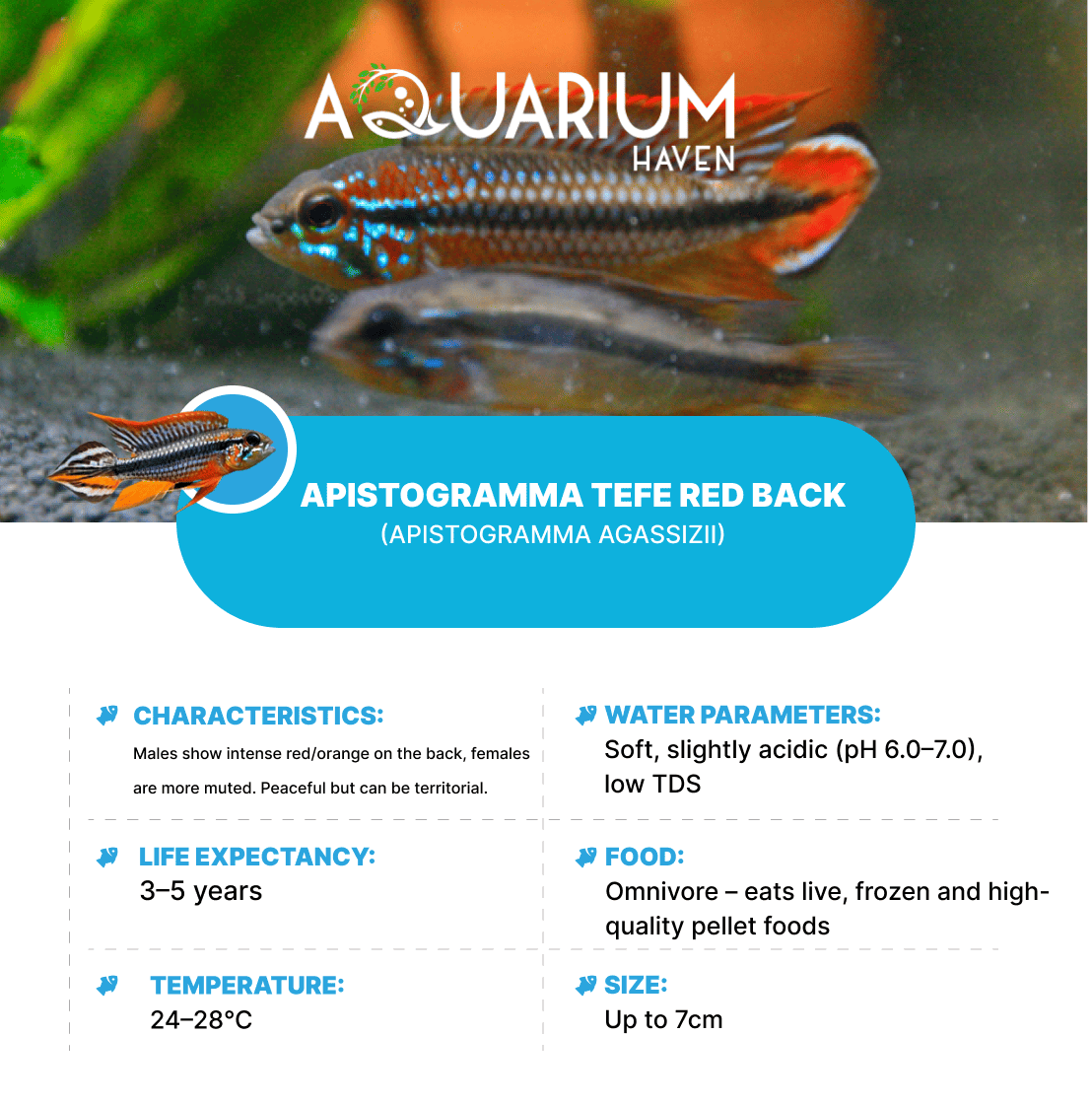 Apistogramma Tefe Red Back