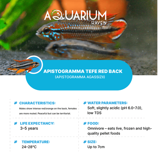 Apistogramma Tefe Red Back