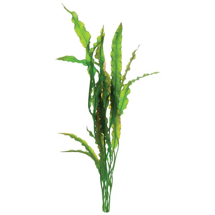 Aponogeton Crispus &#8211; Small