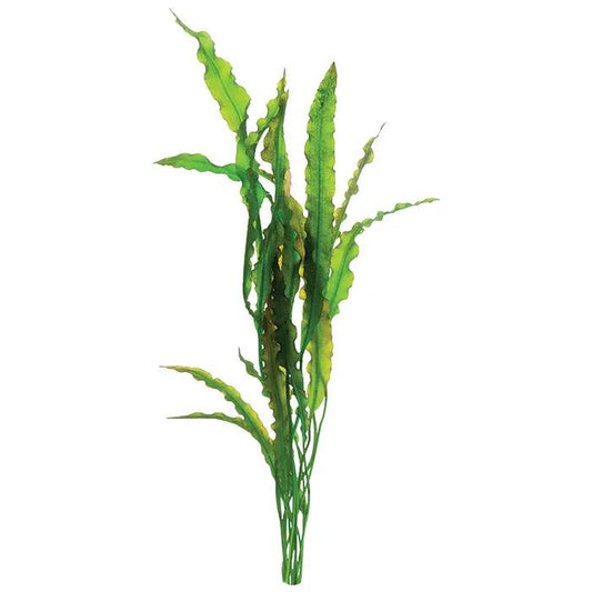 Aponogeton Crispus &#8211; Small