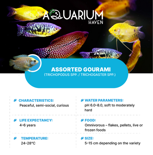 Assorted Gourami 5cm