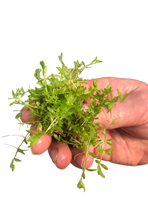 Hemianthus Micranthemoides - Baby Tears Narrow Bare Roots