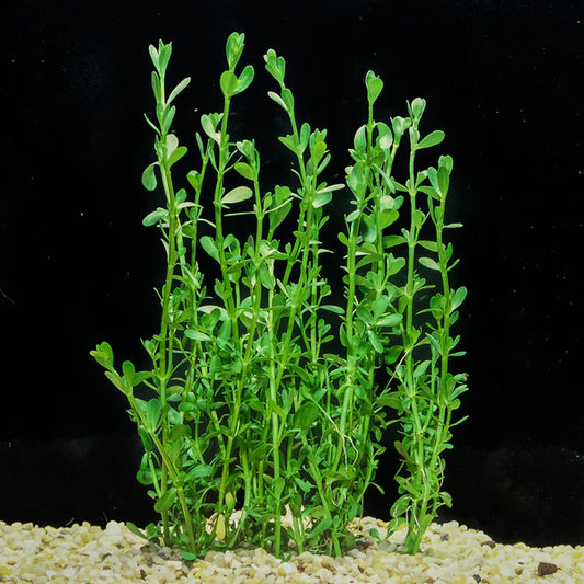 Bacopa Monnieri Bunch
