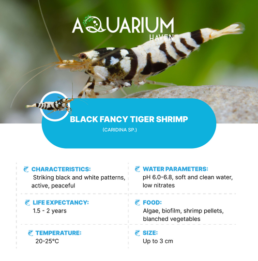Black Fancy Tiger Shrimp