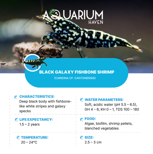 Black Galaxy Fishbone