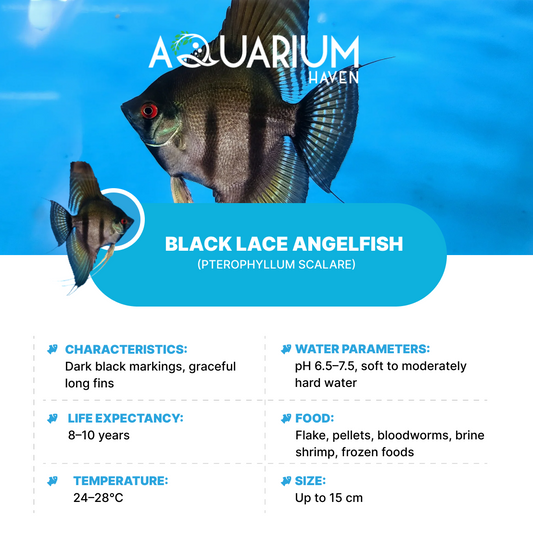 Black Lace Angelfish 9/10cm