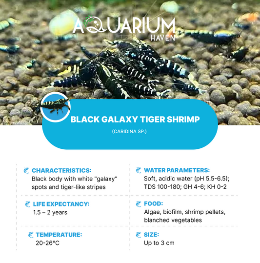 Black Galaxy Tiger