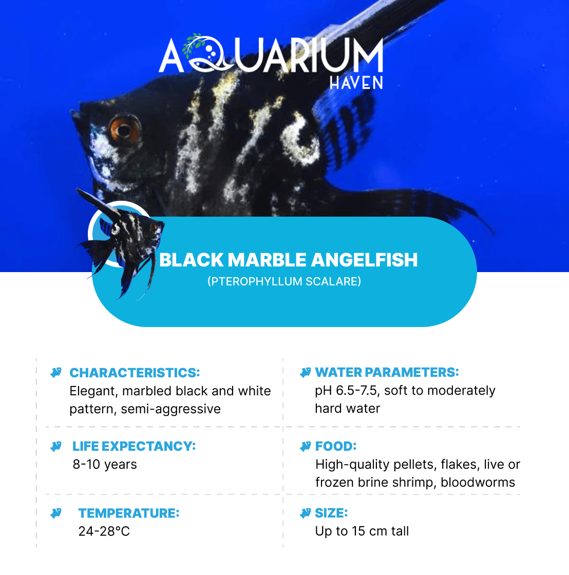 Black Marble Angelfish 3.5-4cm