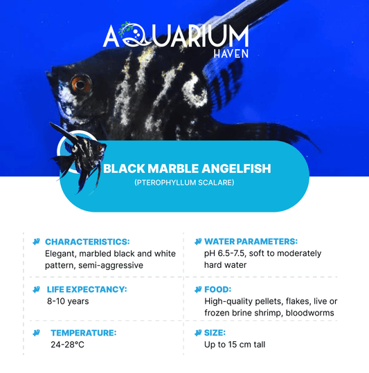 Black Marble Angelfish 3.5-4cm