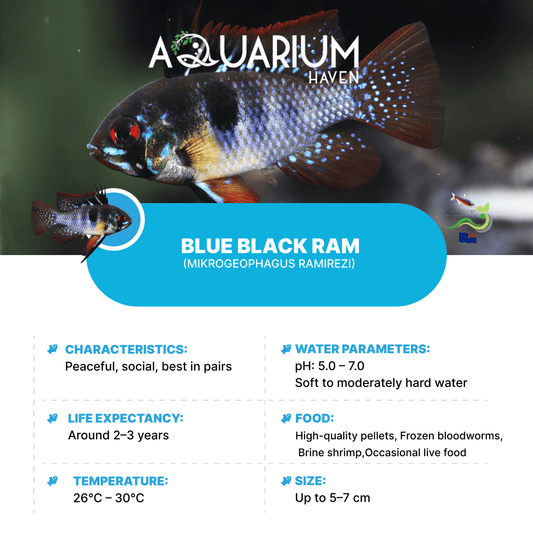 Blue Black Ram 3.5cm