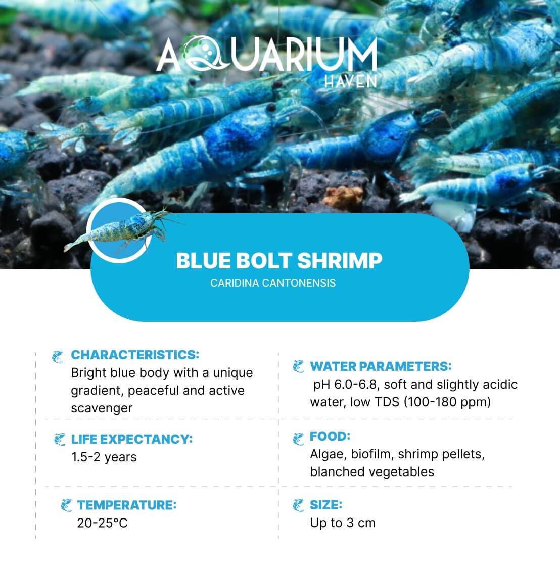 Best-quality shrimp shelters at Aquarium Haven