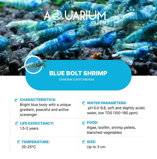 Best-quality shrimp shelters at Aquarium Haven