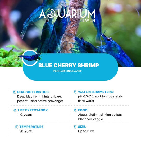 Aquarium Haven offers premium shrimp for your tank.