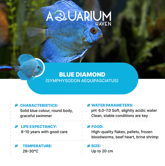 Blue Diamond 8/9cm