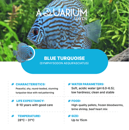 Blue Turquoise 8/9cm