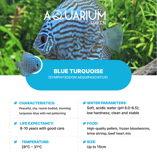 Blue Turquoise 8/9cm