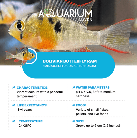 Bolivian Butterfly Ram 4-4.5cm