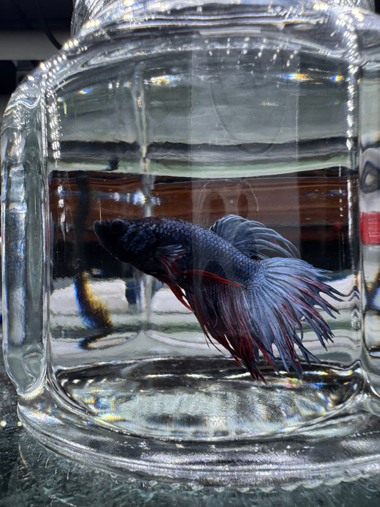 Betta - Assorted Crowntail (Tank - AC2)