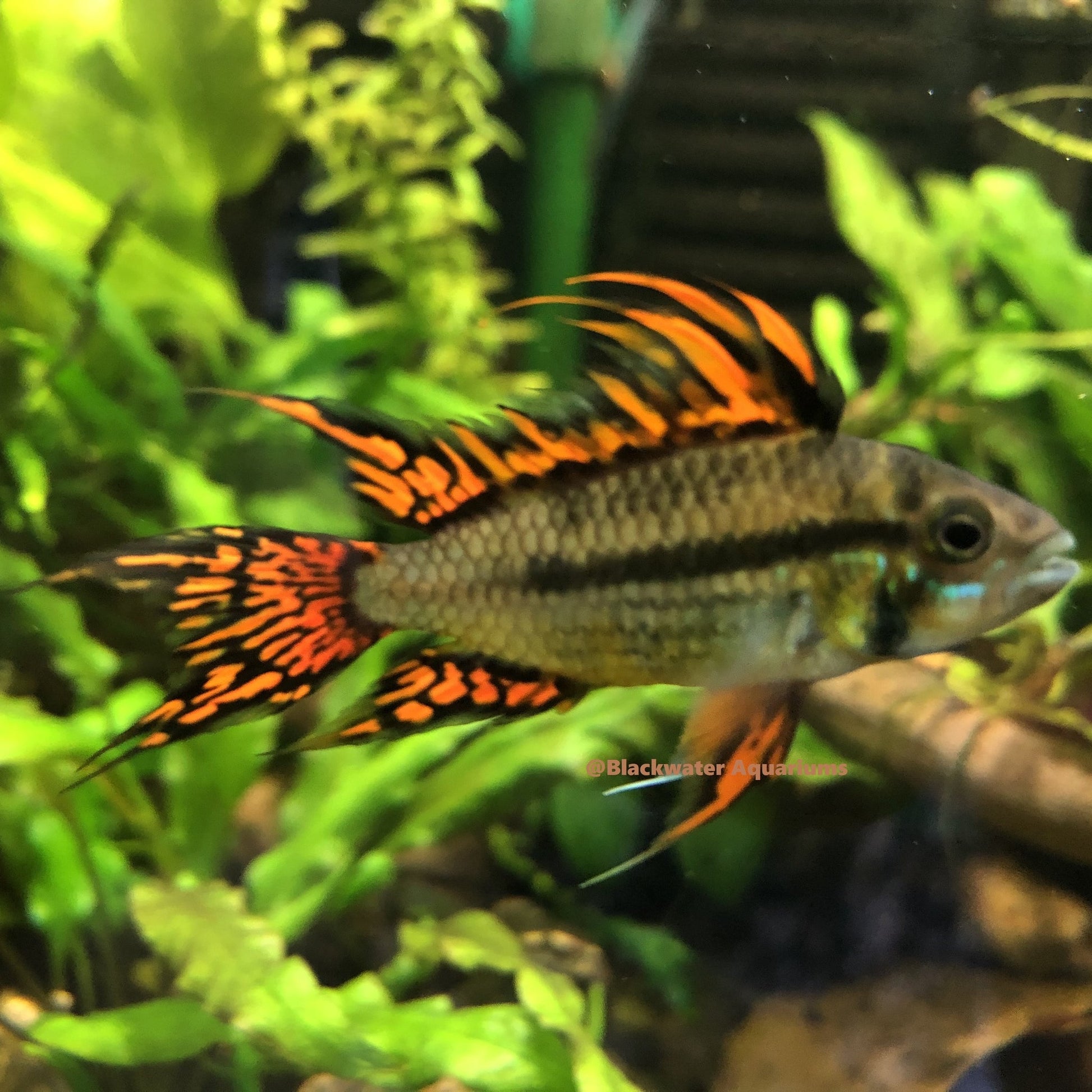 Cacatuoides_2048x
