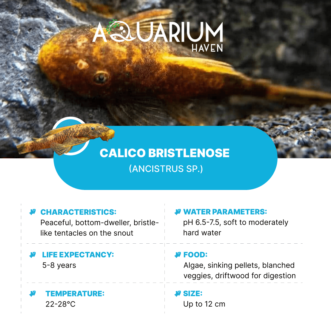 Calico Bristlenose 3/4cm
