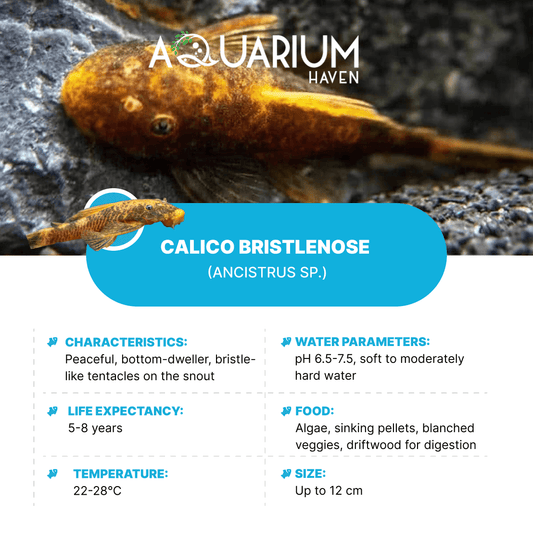 Calico Bristlenose 3/4cm