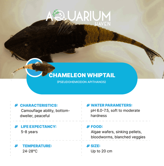 Chameleon Whiptail 4-6cm