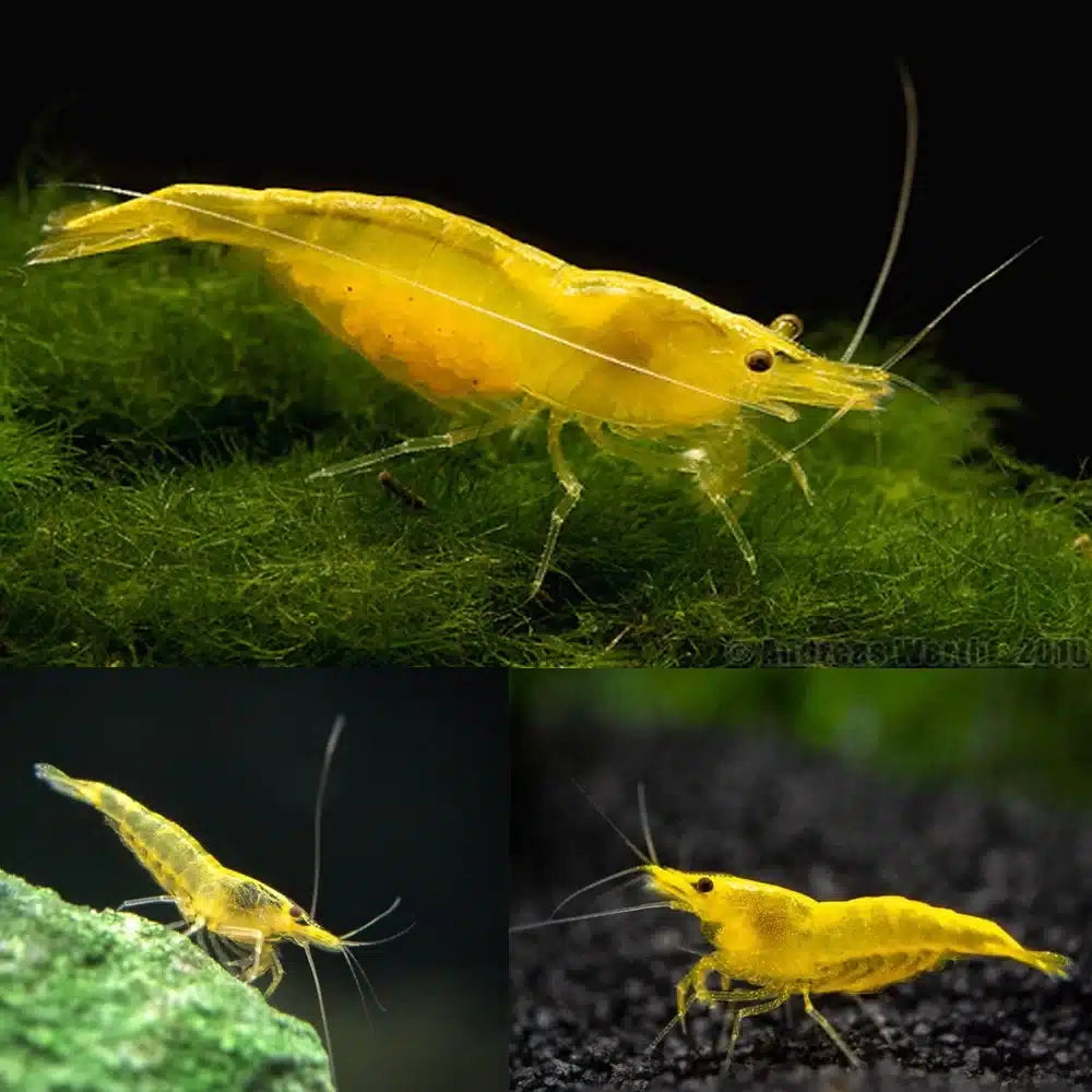 Cherry-Shrimp-Yellow