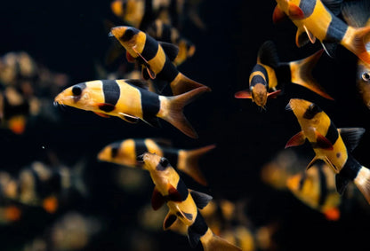 Clown Loach 7/8cm
