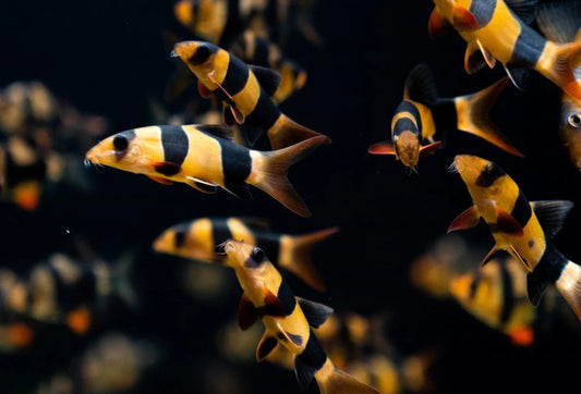 Clown Loach 9/10cm
