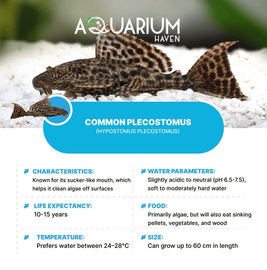 Common Plecostomus 5cm