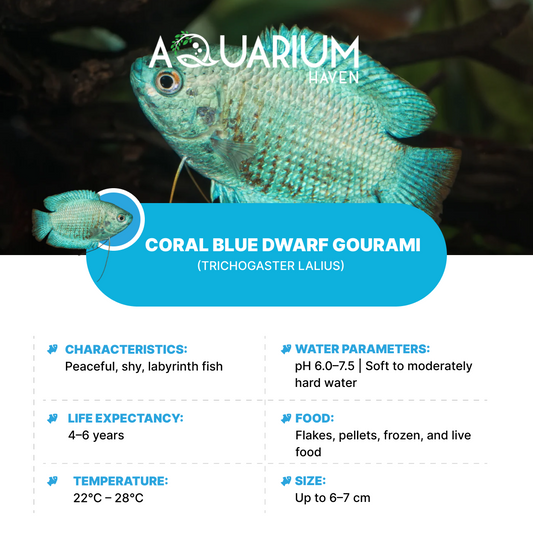 Coral Blue Dwarf Gourami