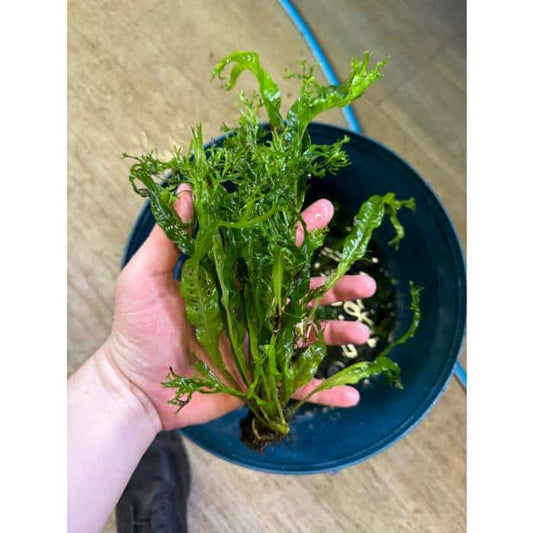 Crested Java Fern &#8211; Medium