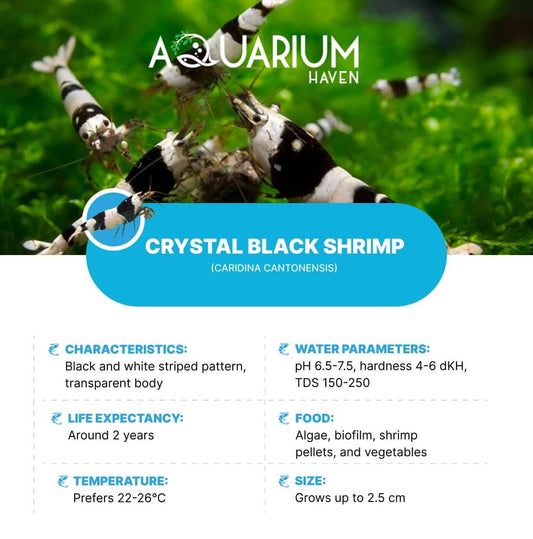 Aquarium Haven stocks vibrant shrimp for freshwater setups.