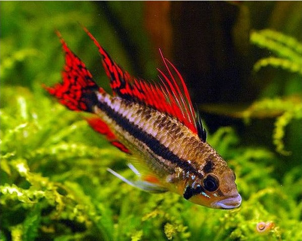 Dwarf-Triple-Red-Cacatuoides-Cichlid_599x