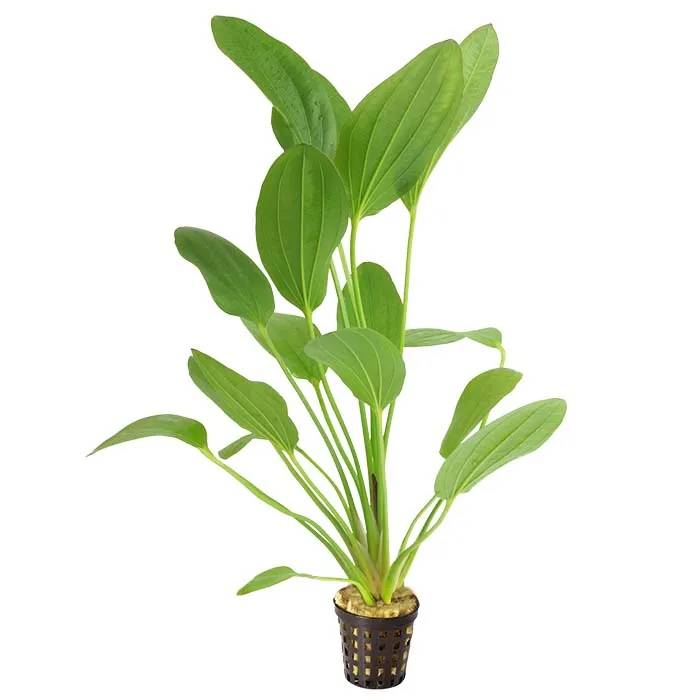 Echinodorus Felix 5cm Pot