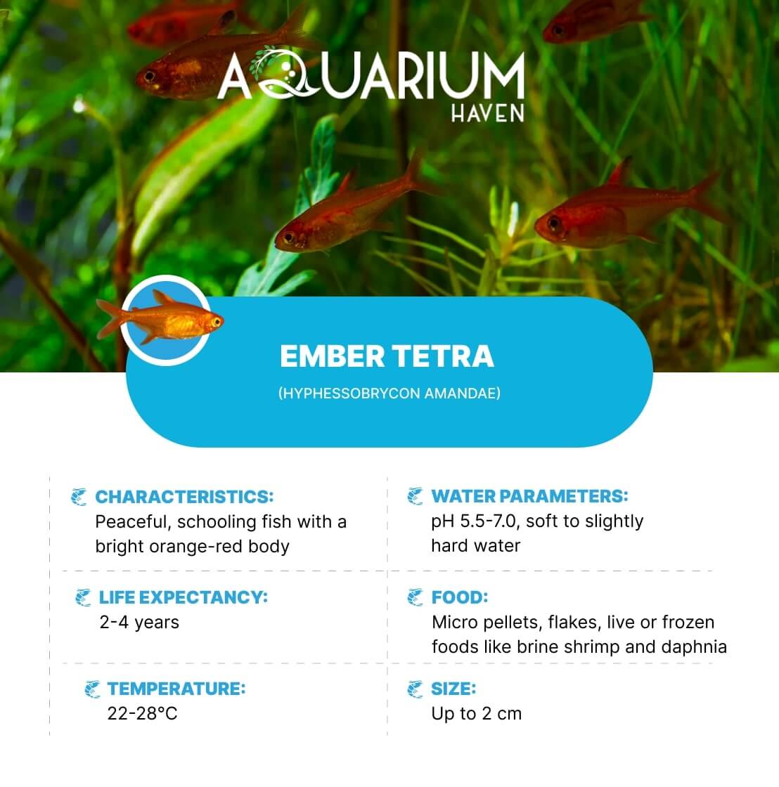 Buy vibrant neon tetras at Aquarium Haven