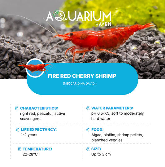 Fire Red Cherry Shrimp