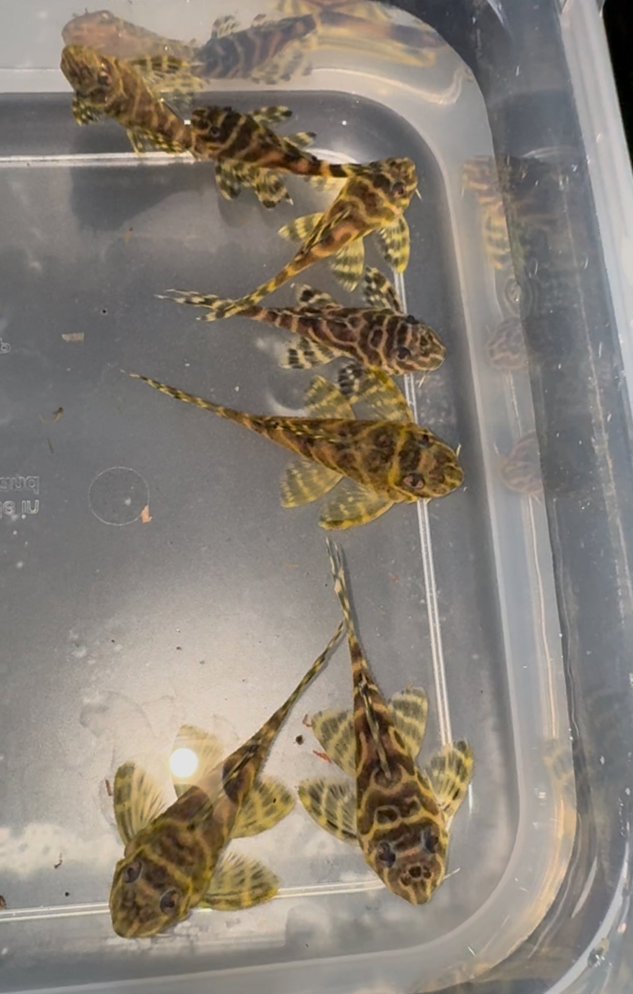 L066 Yellow King Tiger Pleco 3/4cm