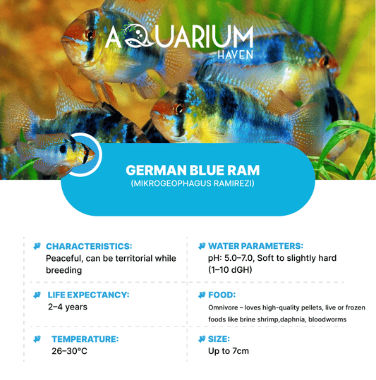 German Blue Ram 3/3.5cm