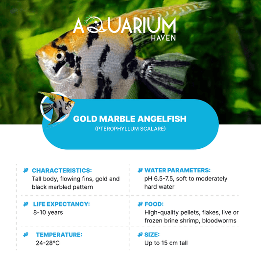 Gold Marble Angelfish