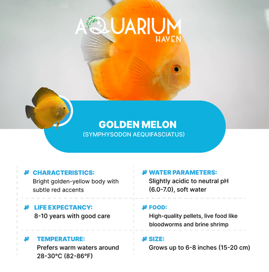 Golden Melon 5/6cm