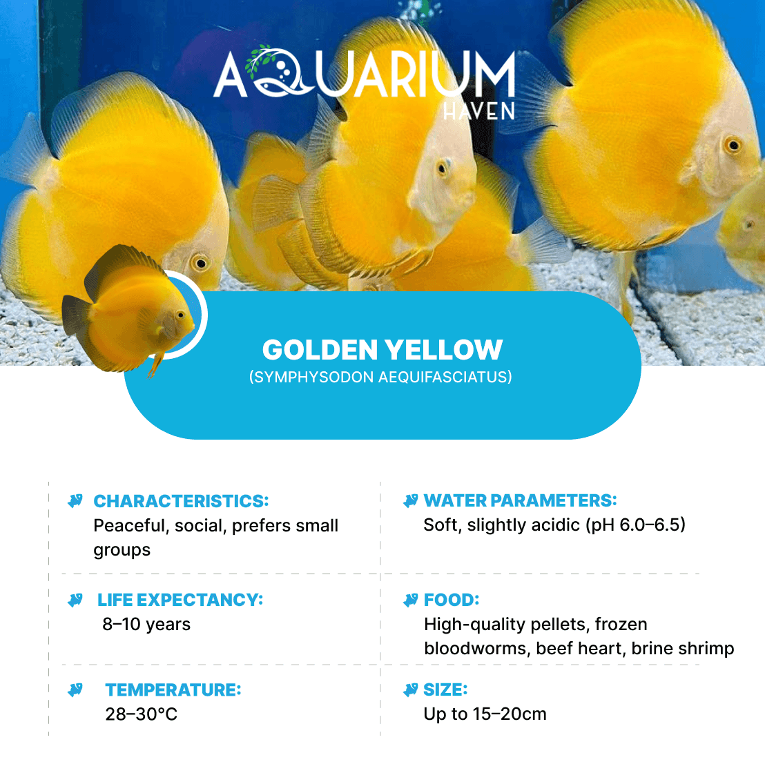 Golden Yellow 8/9cm