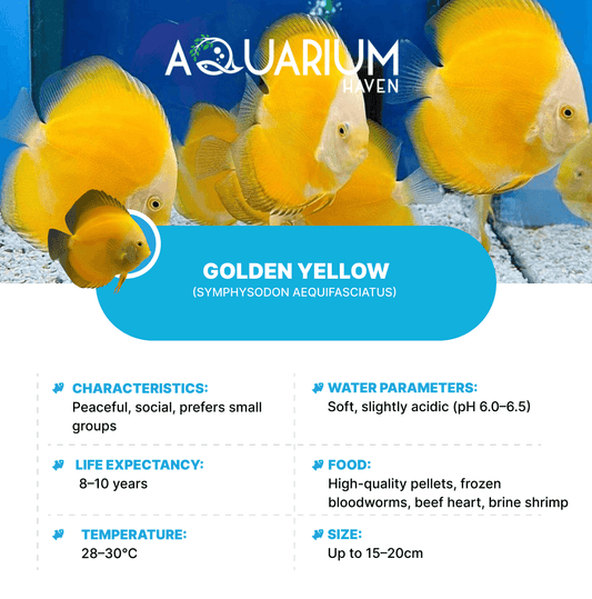 Golden Yellow 8/9cm