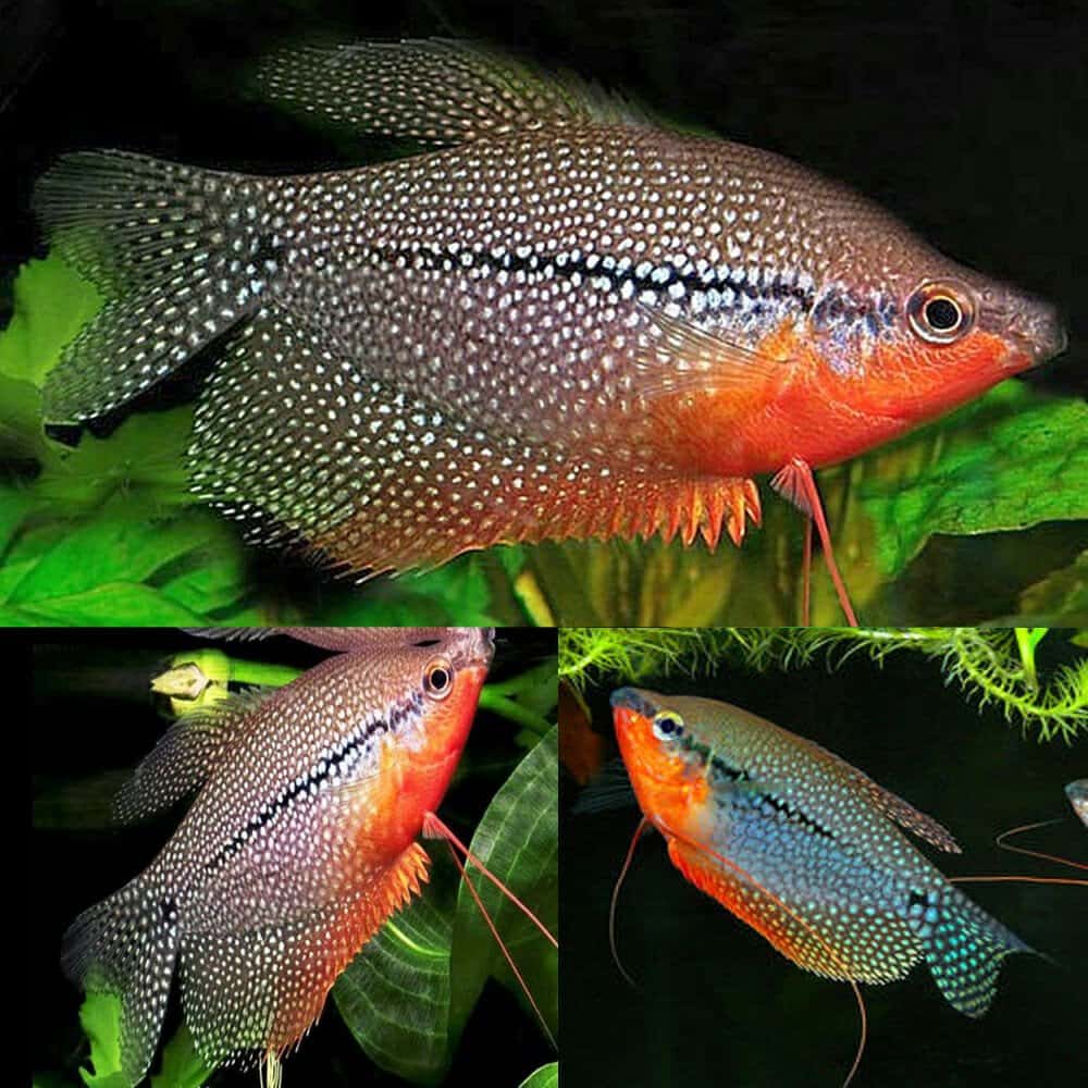 Gourami-Pearl