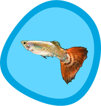 Fish Category Image