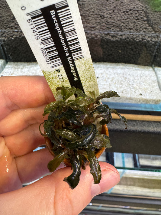 Premium quality aquatic plants from Aquarium Haven