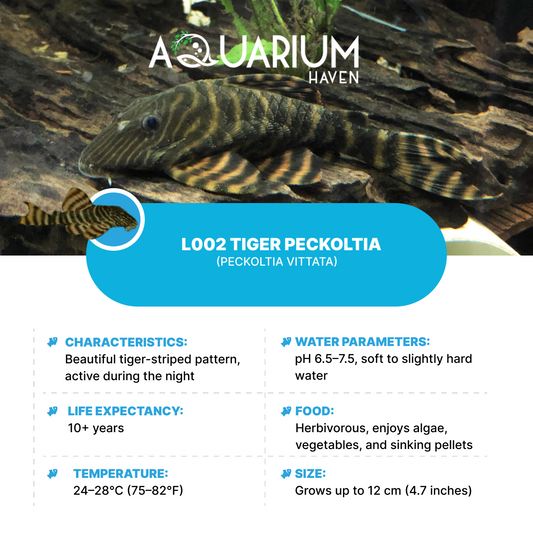 L002 Tiger Peckoltia