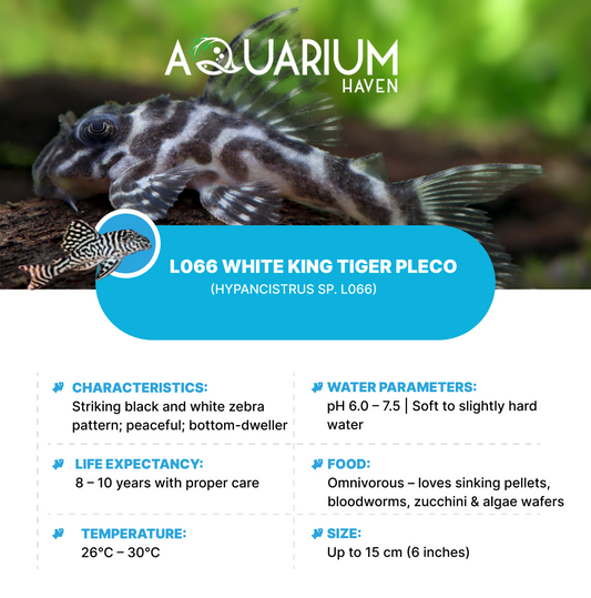 L066 White King Tiger Pleco 3/4cm