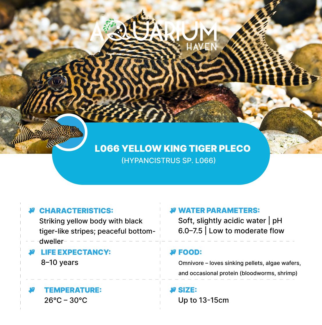 L066 Yellow King Tiger Pleco 3/4cm