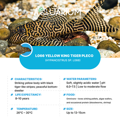 L066 Yellow King Tiger Pleco 3/4cm